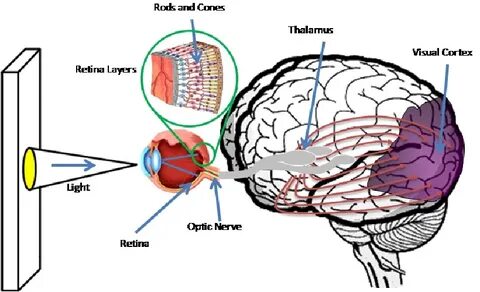 Visual system