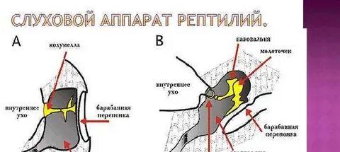 Ухо пресмыкающегося