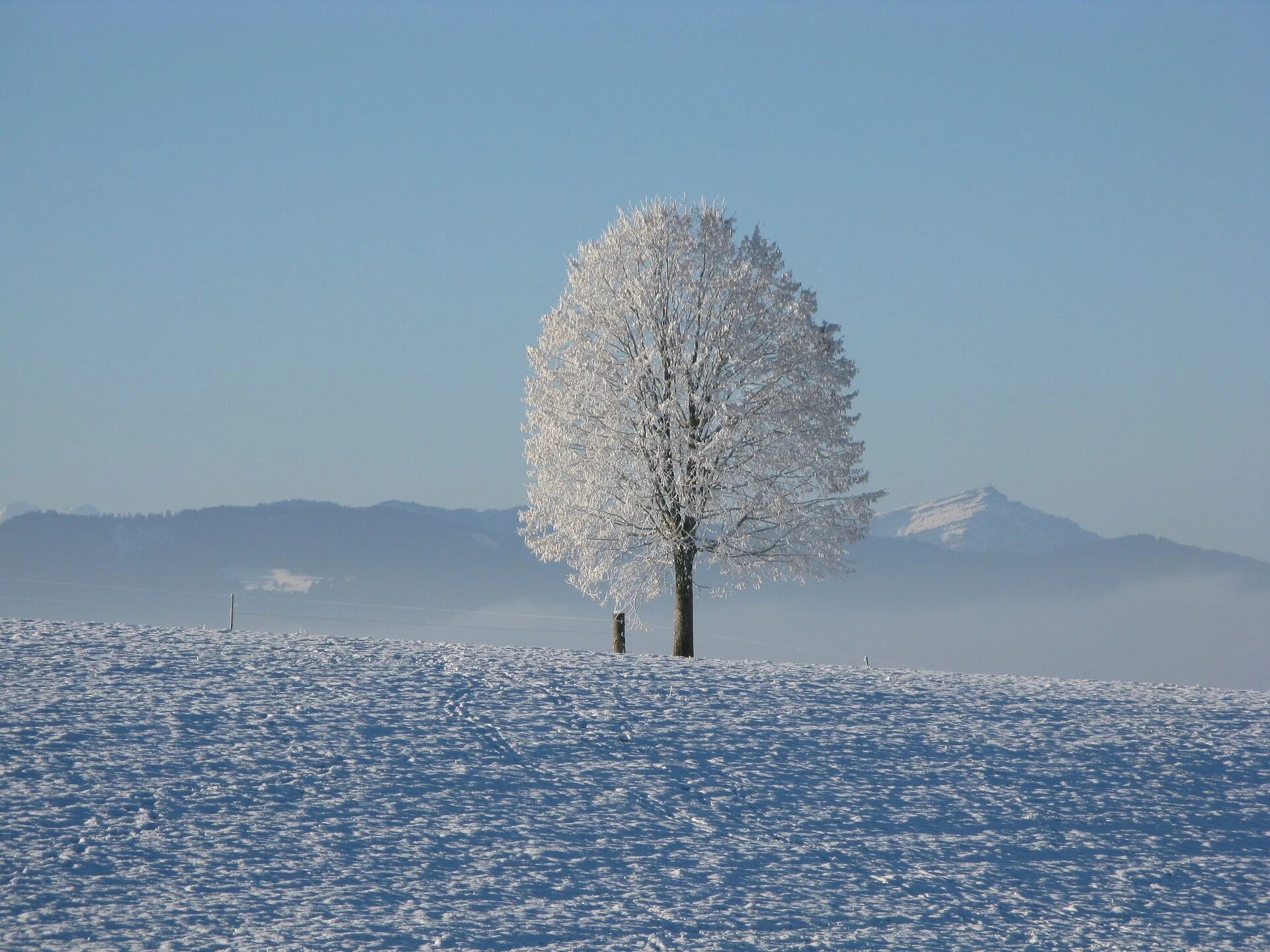 Зимнее погодное. Зимнее дерево. Одинокое дерево в снегу. Одинокое дерево зимой. Природные явления зимой.
