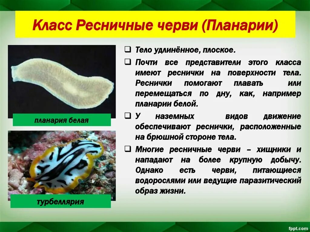 Свободноживущие плоские черви признаки. Turbellaria (Ресничные черви). Ресничные черви представители. Форма тела ресничных червей. Представители ресничных плоских червей.