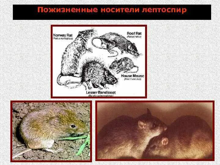 Основной путь передачи лептоспироза. Пути заражения лептоспирозом животных. Лептоспироз механизм передачи. Лептоспироз эпидемиология. Лептоспироз гепатит