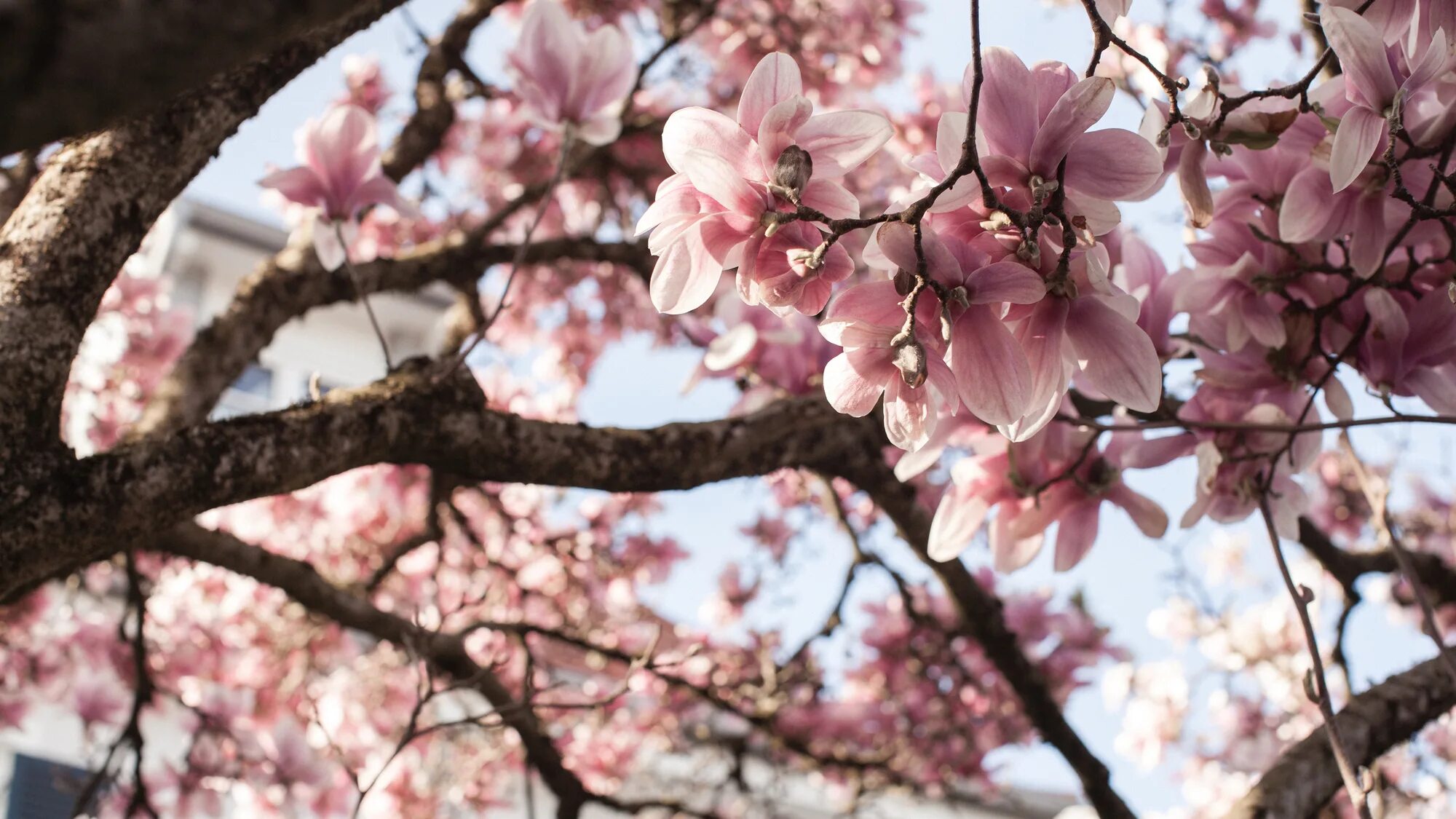 Спринг блумс. Spring blooms модель. спринг блумс лицо. spring japan.