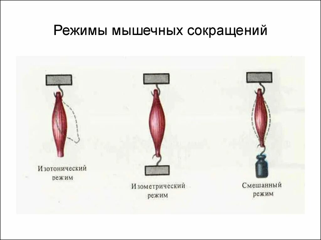 График работа мышц. Изометрический режим сокращения мышц это. Режимы сокращения мышц. Изотоническое и изометрическое сокращение мышц. Изотонический Тип мышечного сокращения.