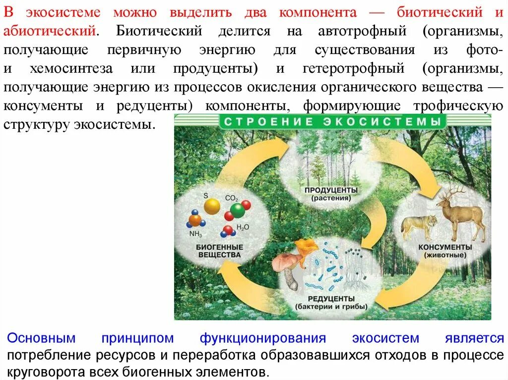 Экосистемная организация природы компоненты экосистем 9 класс. Экосистемный уровень организации. Экосистемные уровни. Экосистемный уровень организации жизни. Компоненты биотической структуры экосистемы.