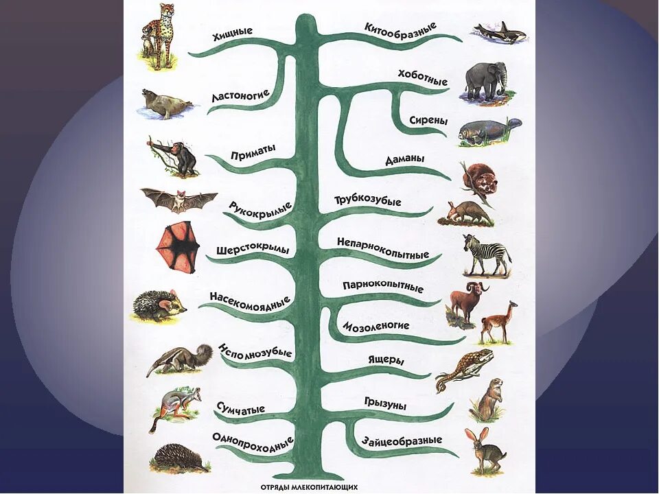 Систематика животных биология. Царство животных классификация схема 3 класс. Систематика царство млекопитающих 7 класс. Отряды млекопитающих схема.