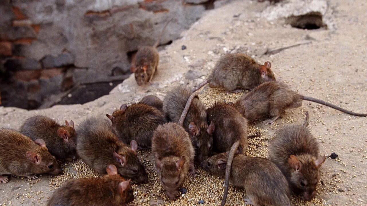 C несколько мышей