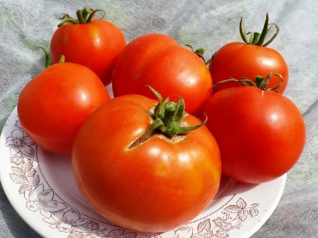 Сорт томата лабрадор. Сорт помидор лабрадор. Томат лабрадор наш сад. Семена томат лабрадор.