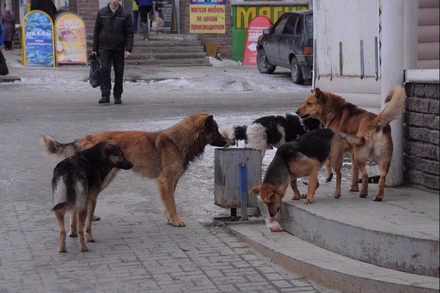 Кто отвечает за бродячих собак в городе. Бездомные животные. бродячие собаки. уличные собаки. безнадзорные собаки.