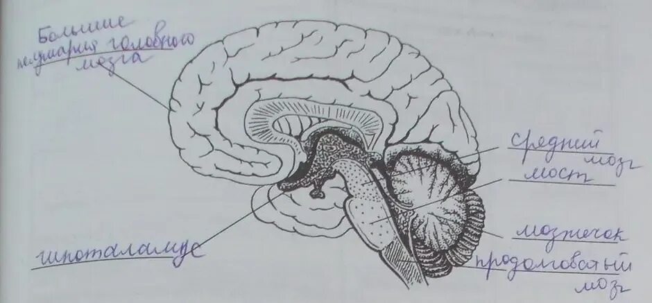 Рисунок мозга биология 8 класс. Структуры головного мозга. Головной мозг рисунок. Строение мозга. Отделы головного мозга рисунок.