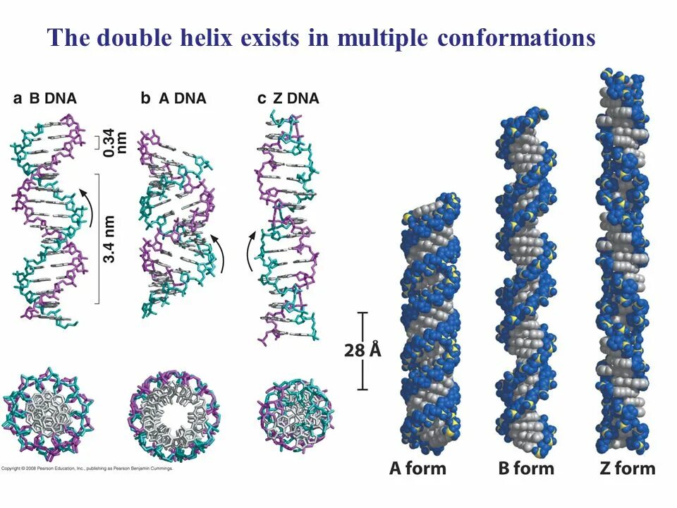 B-ДНК. Формы структуры ДНК. DNA Double Helix. Helical structure.