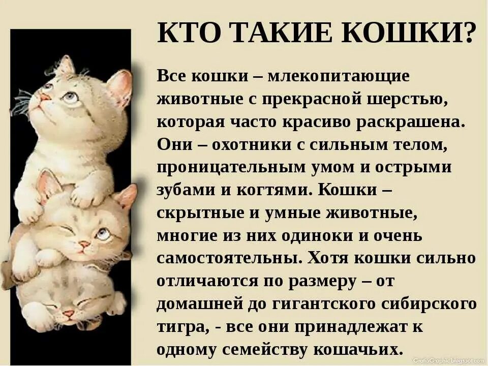 Кто такой катнап. Презентация на тему кошки. Рассказ про кошку. Проект про кошек. Кто такие кошки кратко.