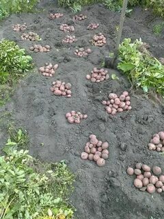 Посадка картошки в апреле