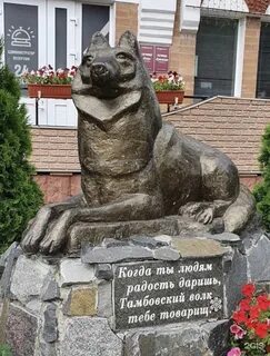 Выражение тамбовский волк