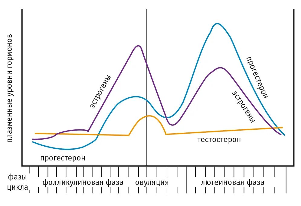 Пик выработки тестостерона Возраст. Тестостерон по дням цикла у женщин. Тестостерон по фазам цикла. Суточные колебания тестостерона. Пик активности мужчин