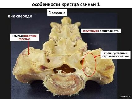 Видовые особенности позвонков животных