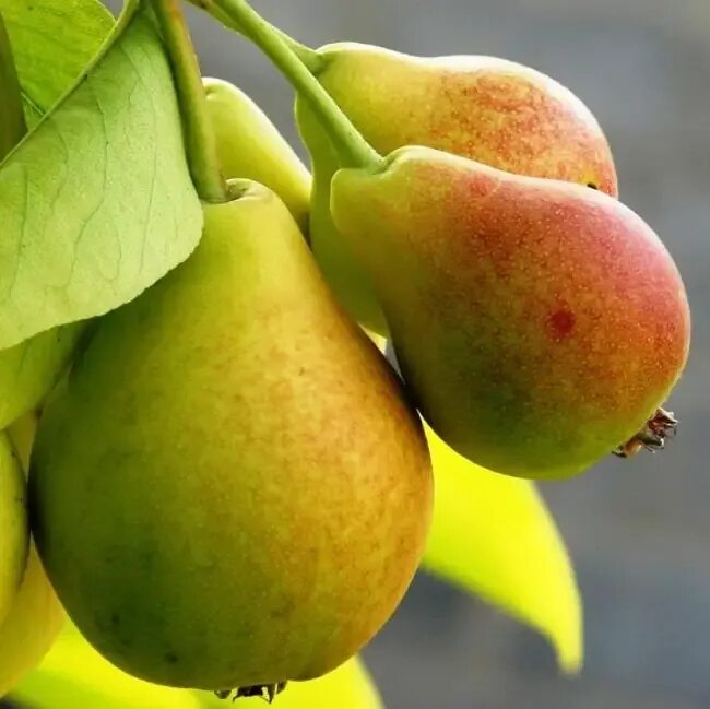 Груша северянка краснощекая. Груша пакхам. Груша добрянка окс. Груша спб. Бергамот (сорта груши).