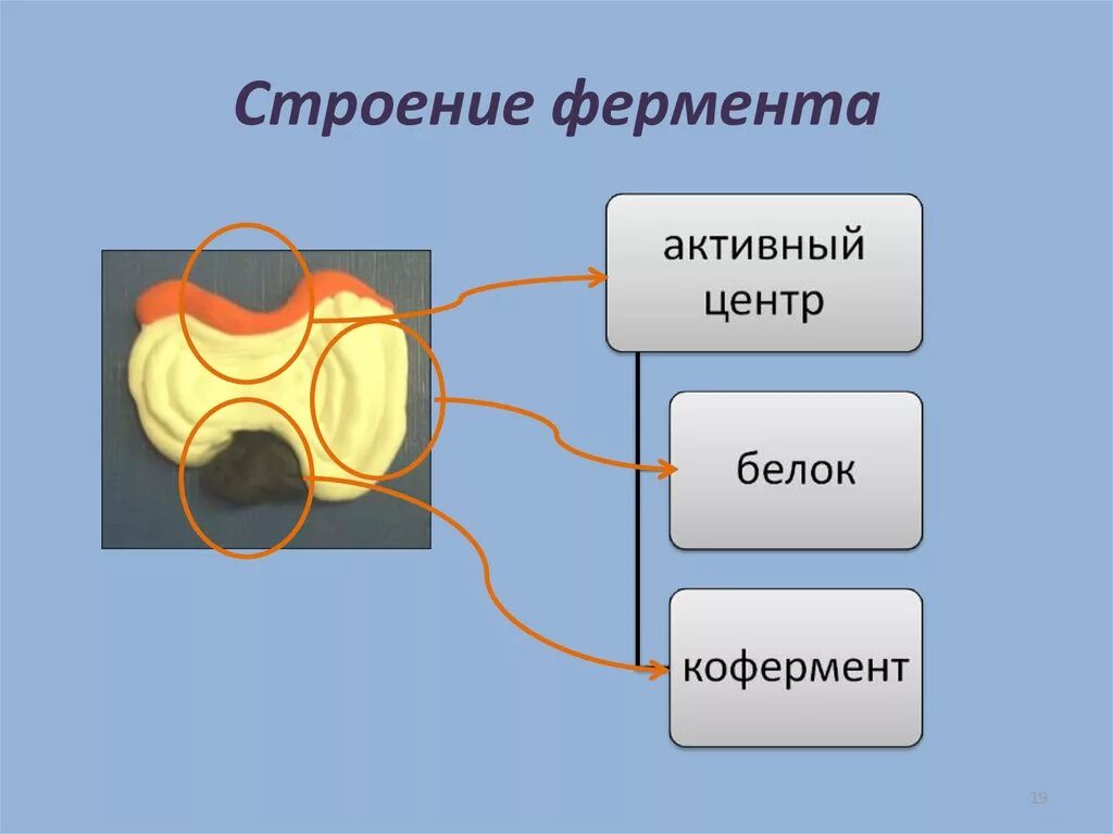 Какая структура у ферментов. Строение простых ферментов биохимия. Строение фермента. Строение простых ферментов. Строение сложного фермента.