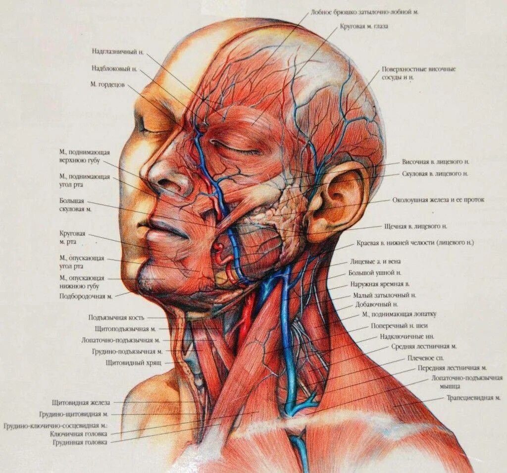 Мышцы головы и шеи анатомия затылок. Мышцы лица топографическая анатомия. Мышцы шеи топографическая анатомия. Сосуды головы топографическая анатомия.