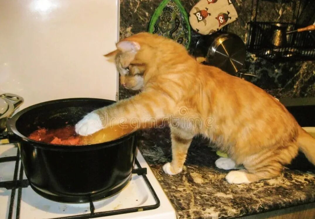 Коты на кухне. Кот и борщ. Кот готовит. Суп с котом. Cat cook