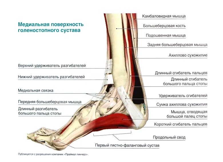 Почему болят сухожилия пятки. Гольностопсустав анатомия строение. Голеностопный сустав анатомия строение связки. Голеностопный сустав анатомия строение мышцы. Нога анатомия строение голеностопа.