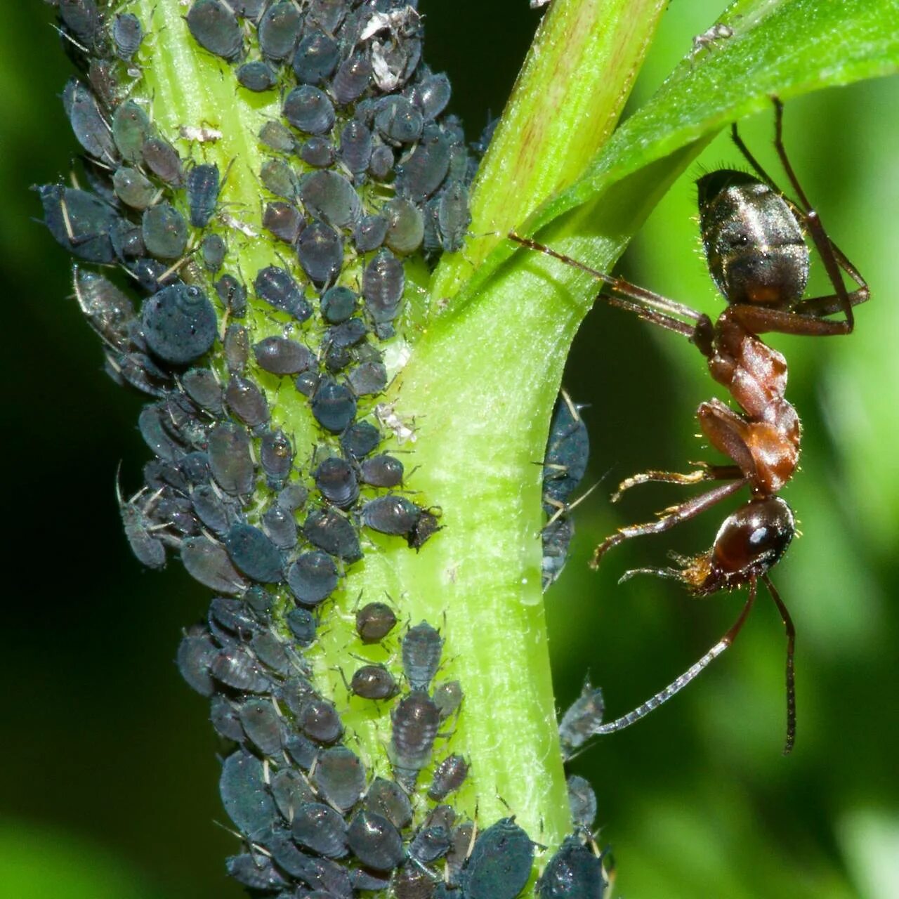 Свекловичная тля Aphis fabae. Люцерновая тля. Тля Садовая. Тля расселительница.