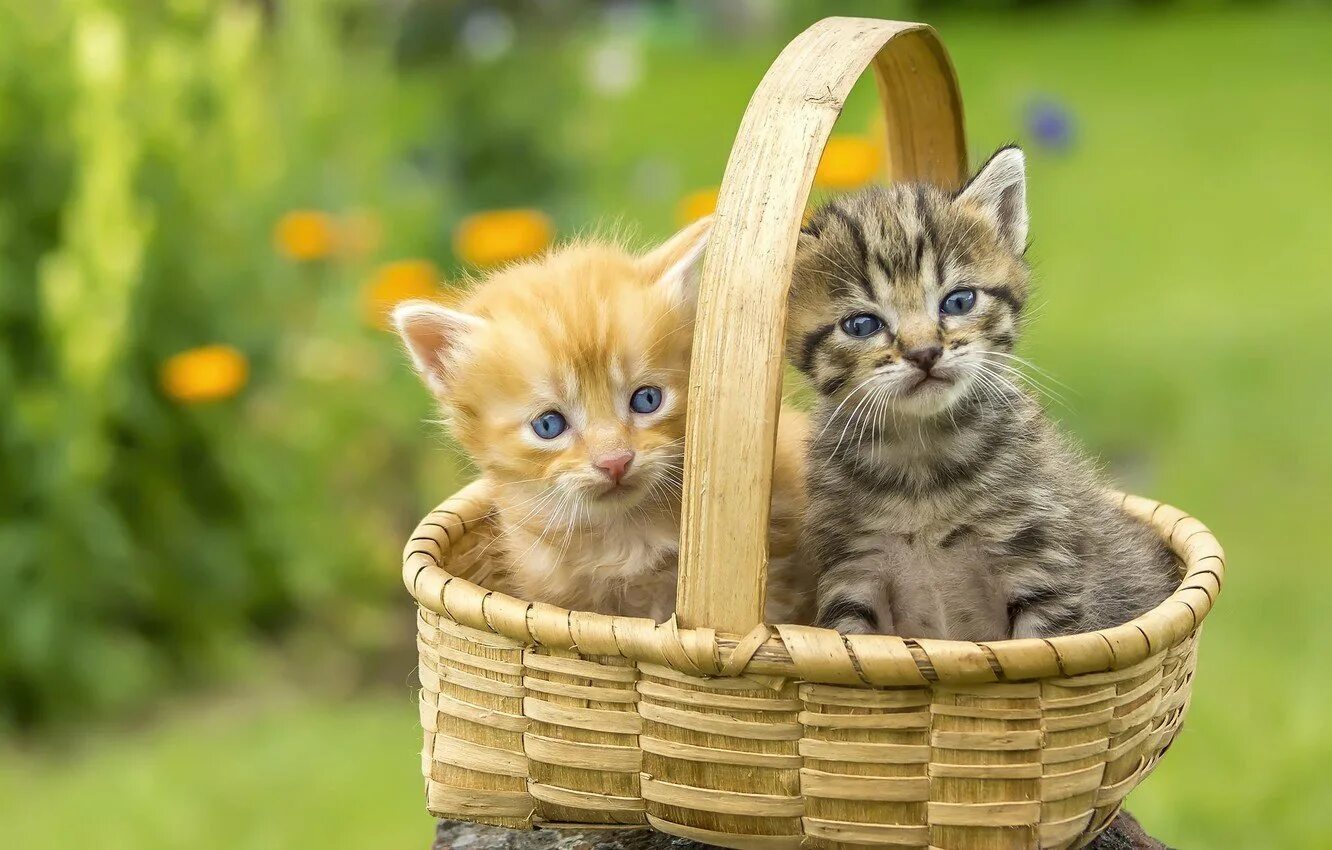 Кошка красивая маленькая. Красивые котята. Котята фото. Котята в корзинке. Маленький котенок.