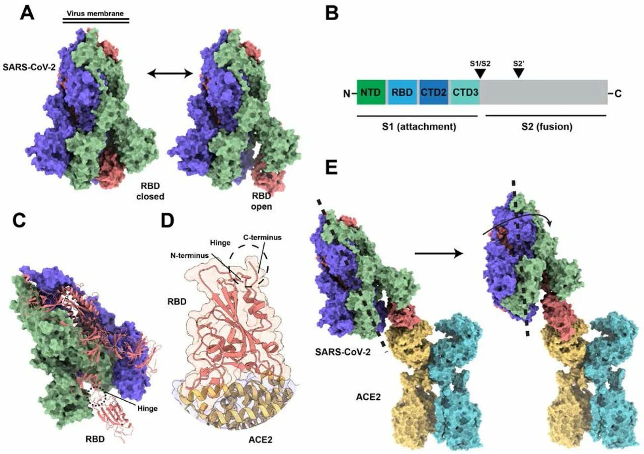 Структура SARS-cov-2. SARS-cov-2. белок структура. Строение s белка SARS-cov-2. Коронавирус SARS-cov-2. Sars cov 2 ответы на тест