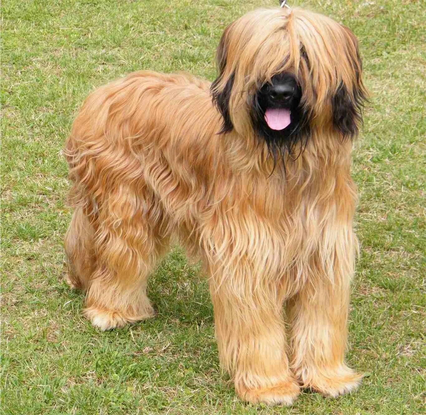 пастушья овчарка бриар. французская овчарка бриар. французская овчарка бриар. лохматая овчарка французского пастуха 5. овчарка французская длинношерстная бриар.