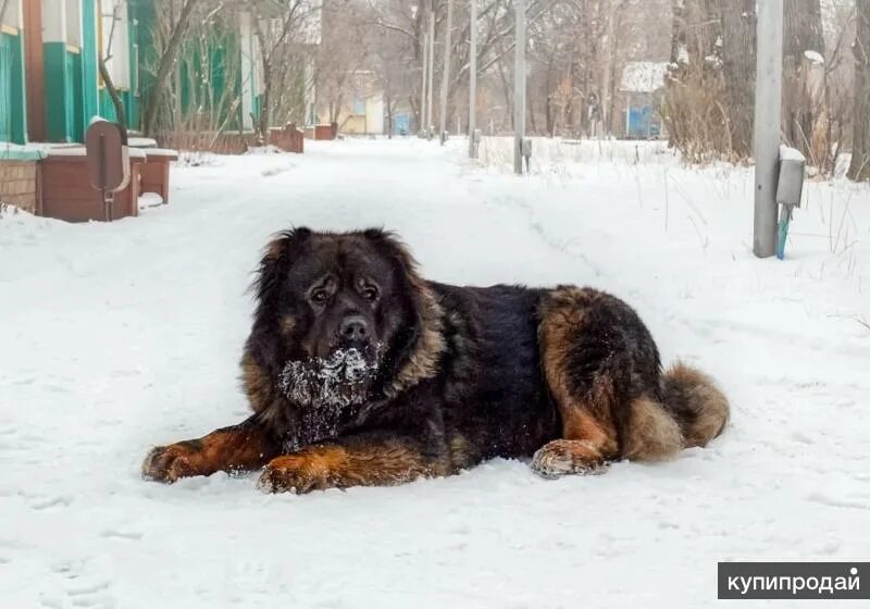 Овчарки оренбурге. Овчарка Оренбург.