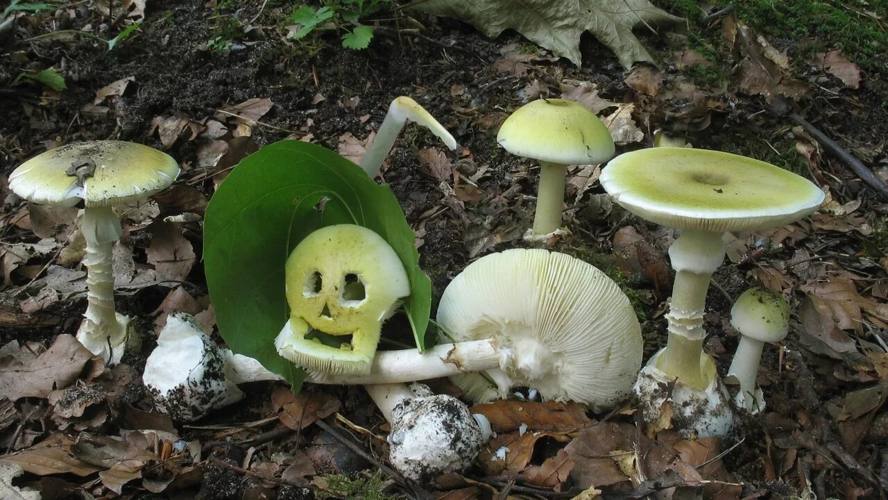 Съедобный гриб похожий на бледную поганку. Мухомор поганковидный amanita citrina. Мухомор весенний (amanita verna). Белая поганка. Съедобный гриб похожий на бледную поганку.