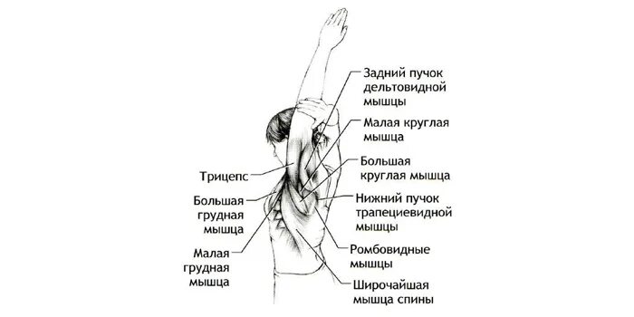 Болит мышца под мышкой.