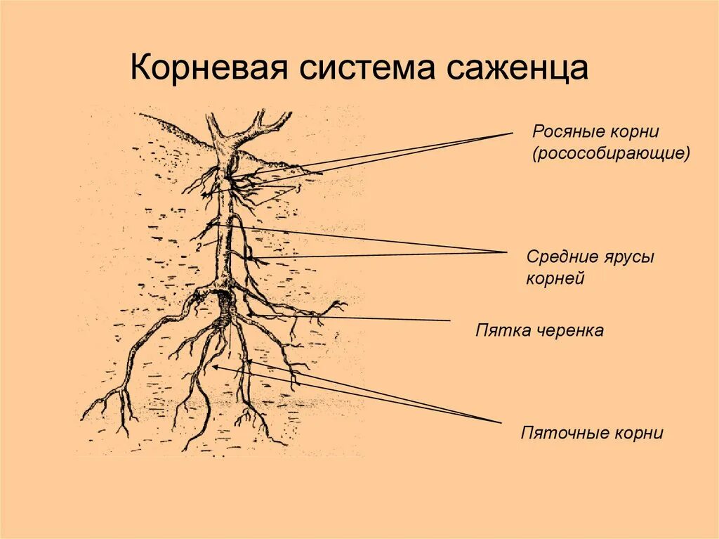 Глубь корень. Корневая система винограда схема. Строение корня винограда. Корневая система винограда схема Размеры. Росяные корни винограда.