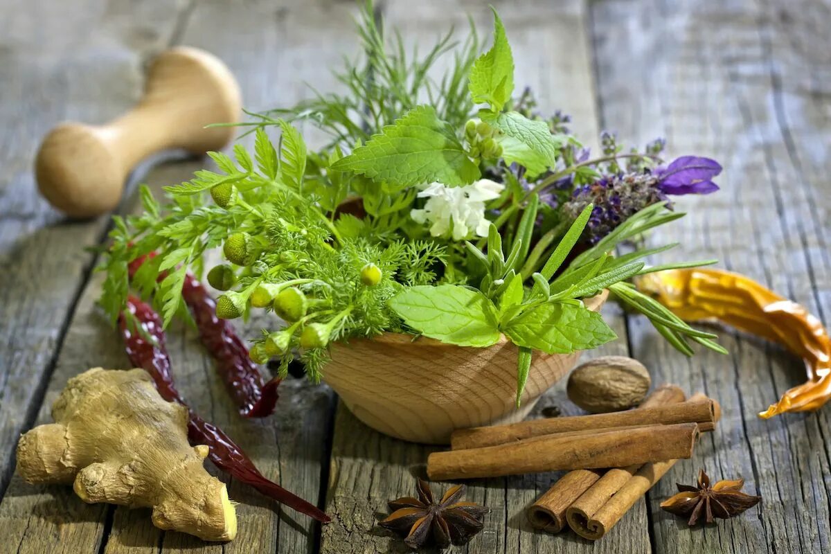 Medicine plants. Лечебные травы. Лекарственные растения. Лекарственные и пряные травы. Лекарственные травы фитотерапия.