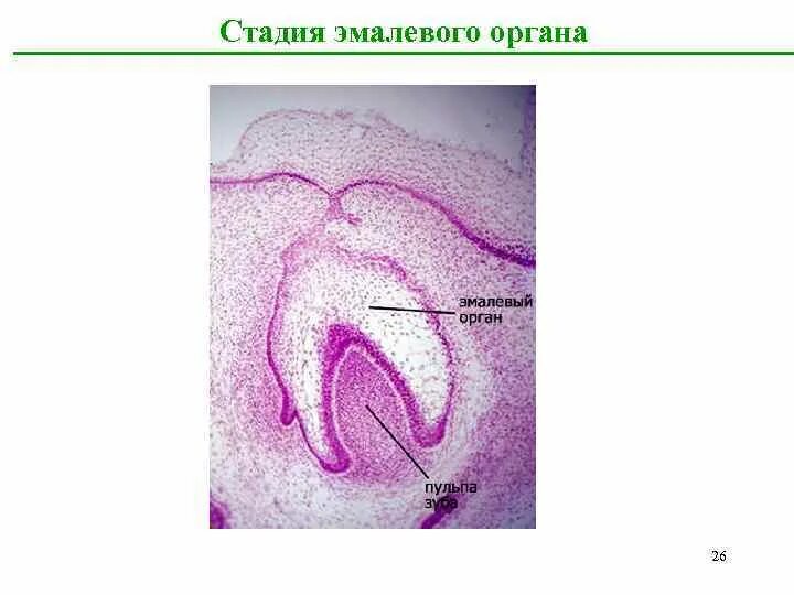 Развитие зуба тест. Развитие зуба эмалевый орган гистология. стадия колокольчика зуба гистология.