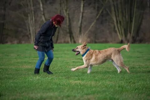 Pick the dog
