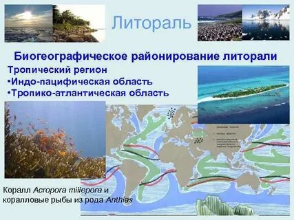 Тропические регионы