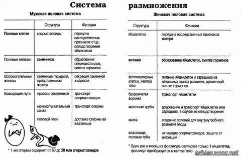Половая система человека органы и функции