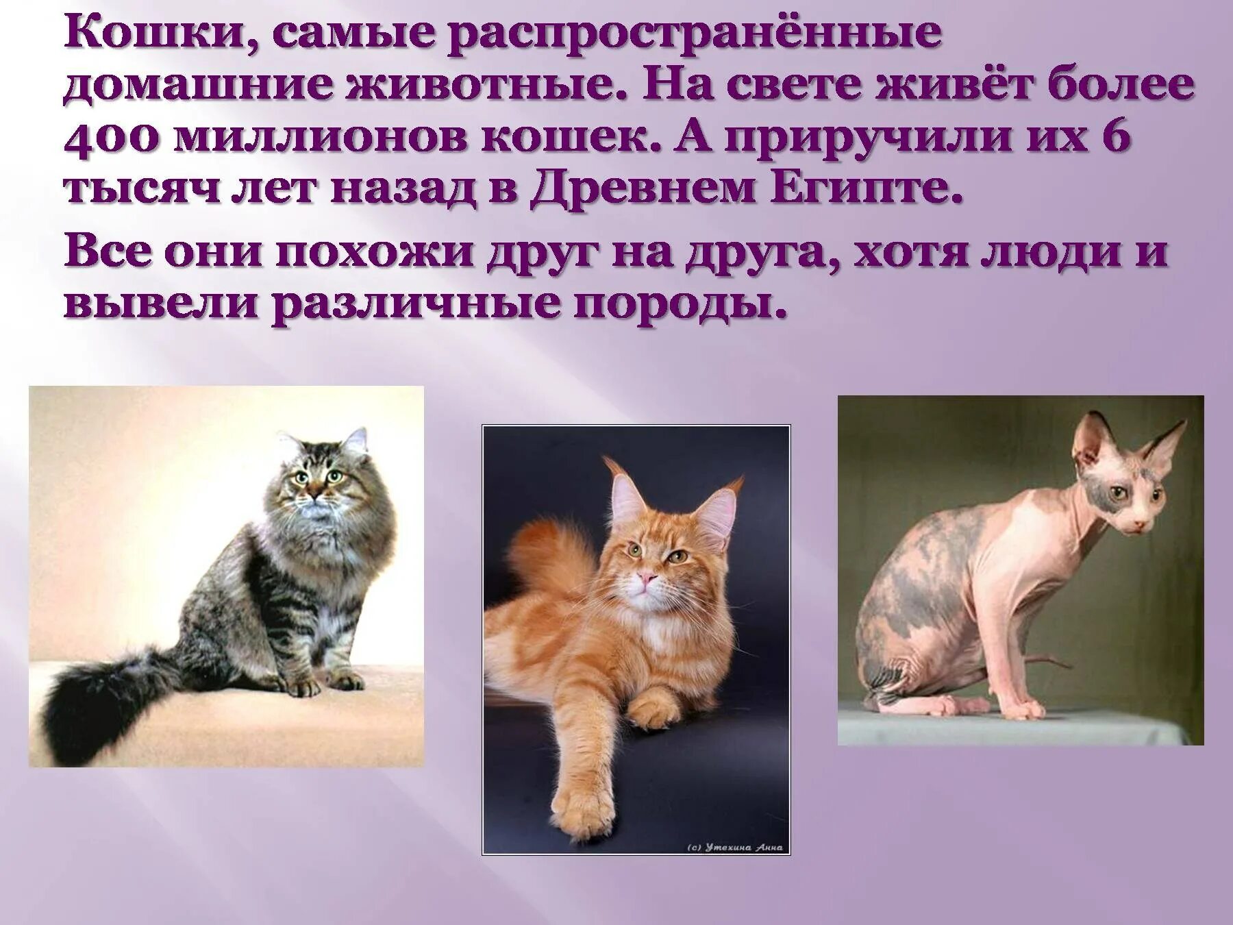 Всемирный день кошек - Посидим по-хорошему , пользователь Маргарита Прокопова Гр