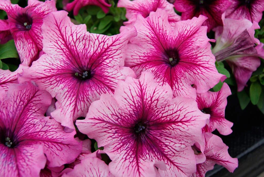 Грандифлора лимбо джи пи дип парпл. Лимбо джи пи. Петуния грандифлора фиолетовая. Петуния грандифлора лимбо джи пи. Петуния грандифлора лимбо джи пи блю вейнед.