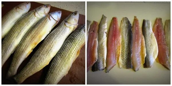 кефаль можно солить. кефаль соленая. кефаль черноморская соленая. осенний ход кефали. кефаль можно солить.