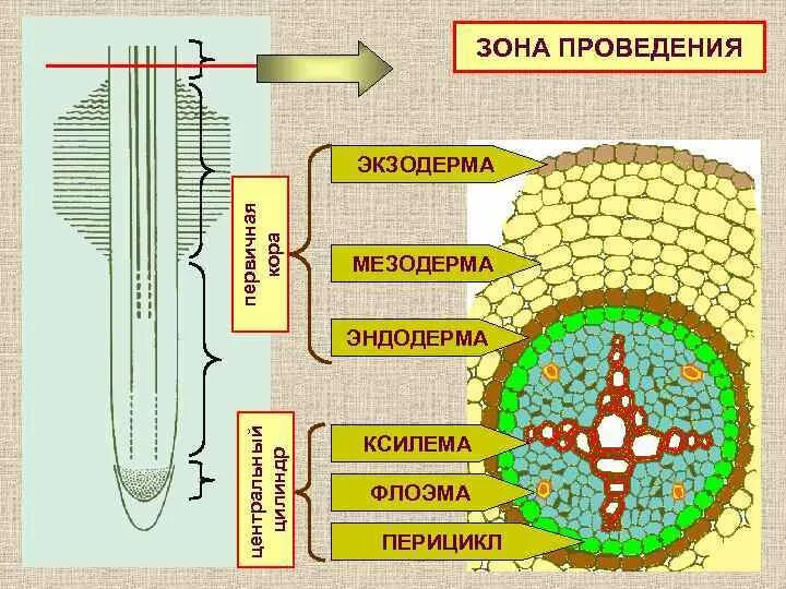 Центральный цилиндр корня. Поперечный срез корня в зоне всасывания. Внутреннее строение корня поперечный срез. Срез корня в зоне всасывания строение. Ризодерма эндодерма перицикл.