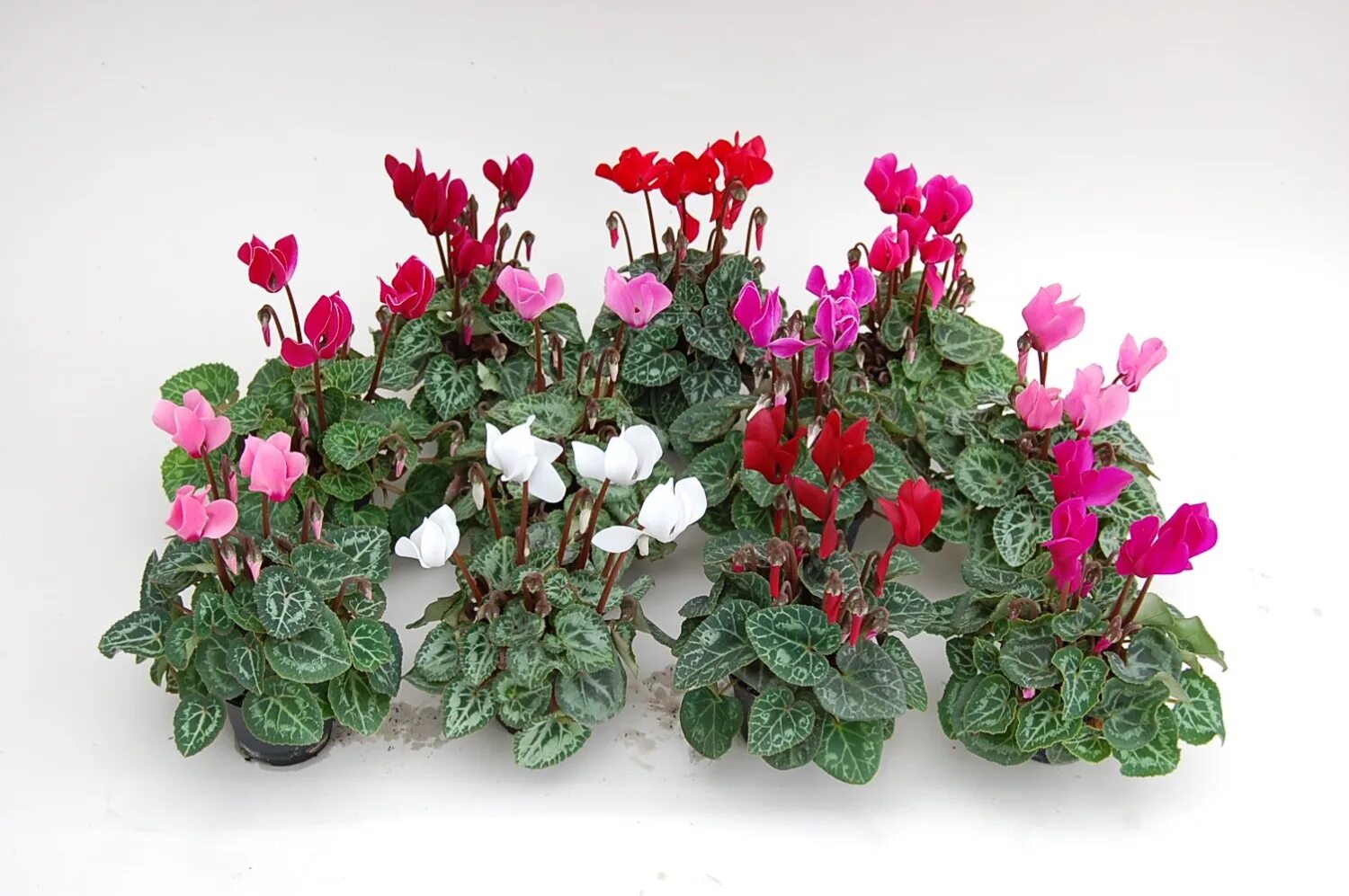 Цикламен условия ухода. Цикламен персидский. цикламен персидский (cyclamen persicum. цикламен европейский. цикламен микс.