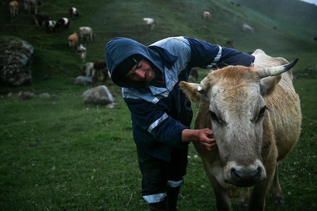Зимовка крс. Горные горовы дагестана. Горные коровы дагестана. Коровы в дагестане. Северная осетия алания хозяйство.