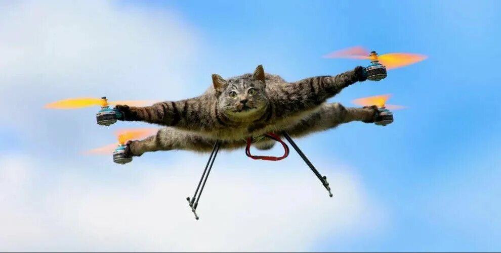 Собака схватила дрон. Летающий кот. Кот квадрокоптер. Летающий кот квадрокоптер. Кот вертолет.