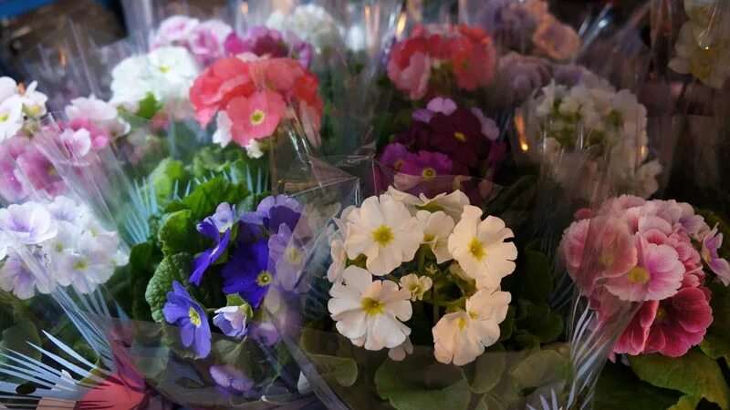 Интерьер цветочного магазина. Витрина цветочного магазина к 14 февраля. Садовый центр селятино. Цветочный салон. Цветочный магазин в селятино.