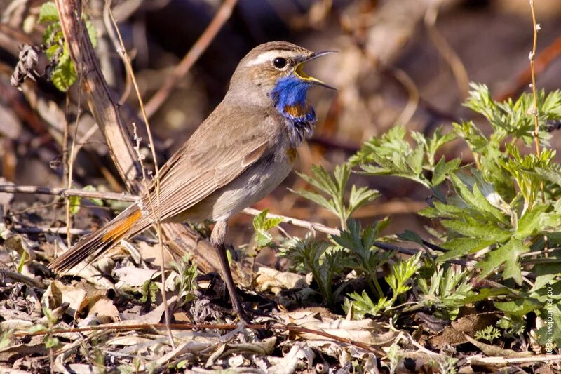 птицы среднего урала. кавказский реполов. серая птичка отряда воробьиных. птицы южного урала.