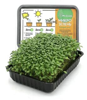 Микрозелень ижевск