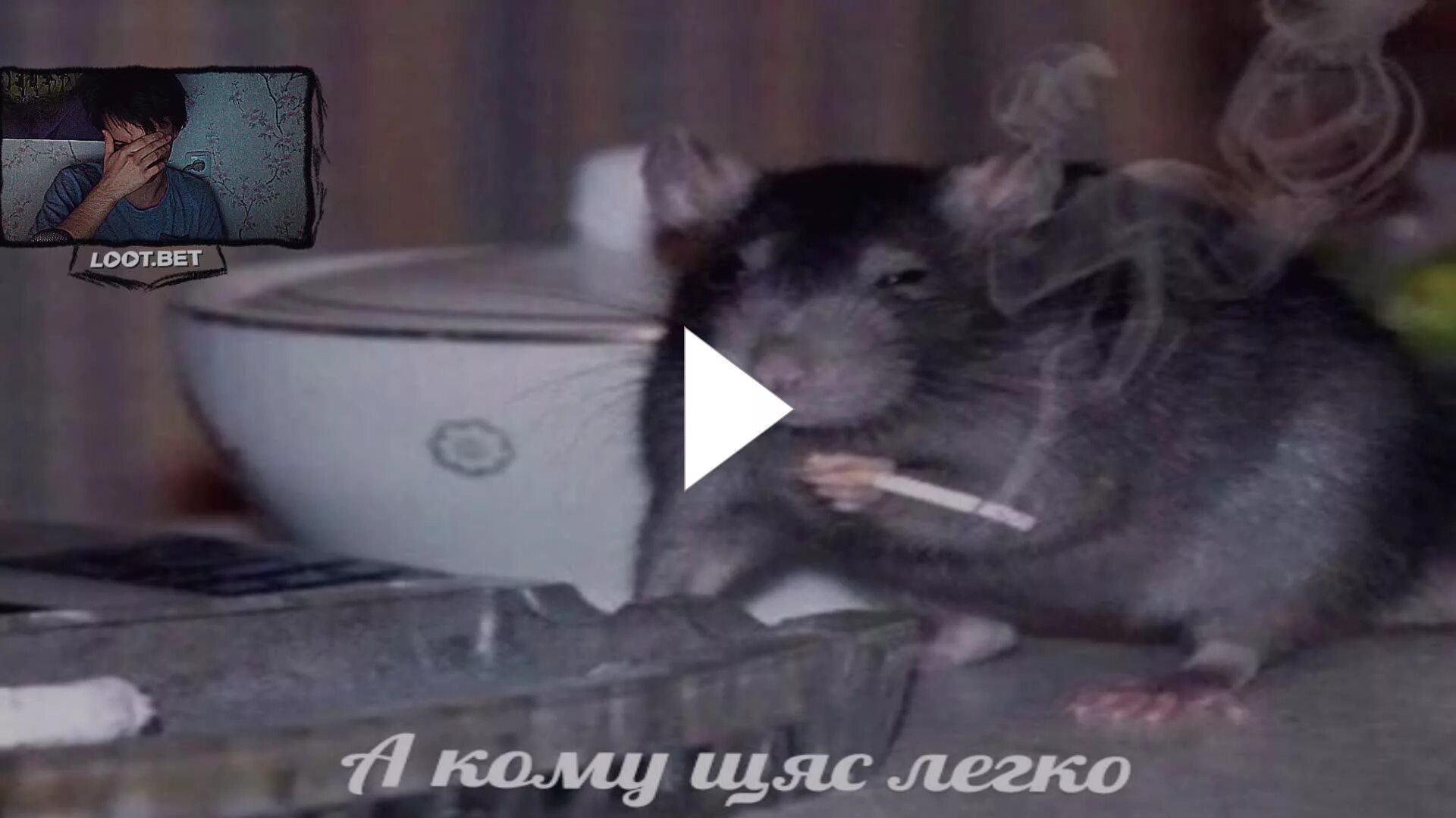 Полевая мышь. Норка полевки. Где живет мышка. Где мышь. Домашние мыши.