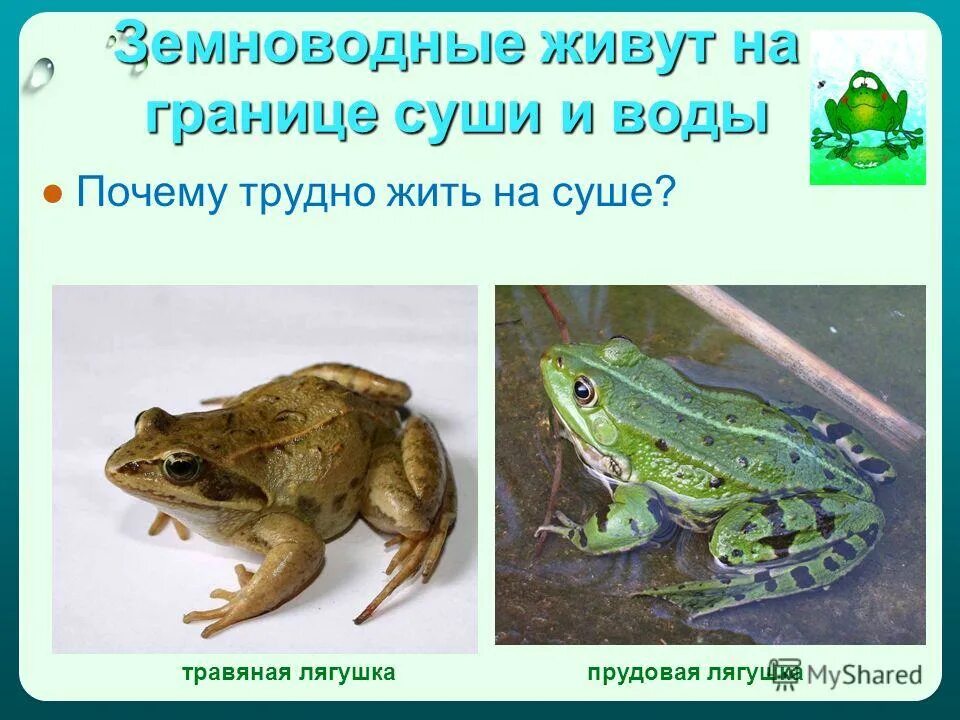 другое название земноводных животных. амфибии презентация. земноводные на суше. земноводные на суше и в воде. чем дышат земноводные.