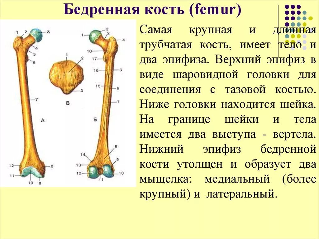 Нижний эпифиз бедренной кости. Эпифиз бедренной кости коровы. Верхний проксимальный эпифиз бедренной кости. Трубчатая бедренная кость.